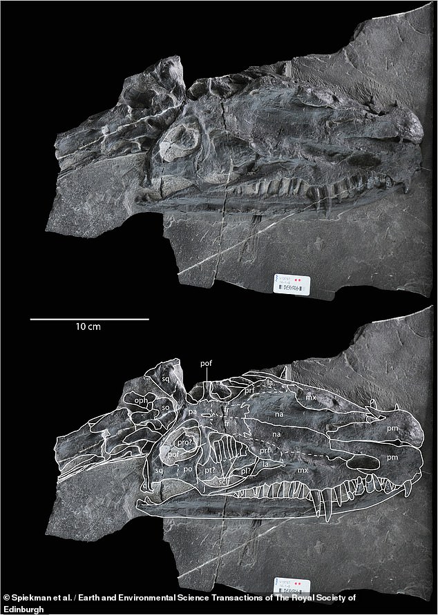 This is the holotype of Dinocephalosaurus Orientalis, a well-preserved specimen that shows its features so clearly that other identifications can be made from it.  The animal's sharp teeth, which extend beyond its jaw, were clearly adept at grabbing prey.