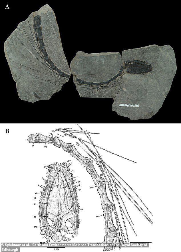 The well-preserved remains of Dinocephalosaurus Orientalis show its long neck, complete with 32 vertebrae.  This aquatic reptile's neck was longer than its tail and body combined.