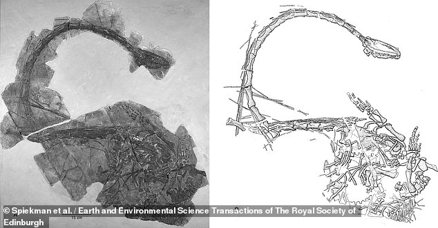 Another image of the remains of the 'Chinese dragon' shows its extraordinarily long neck, which scientists suspect helped it sneak up on its prey without noticing the movement of its fins.