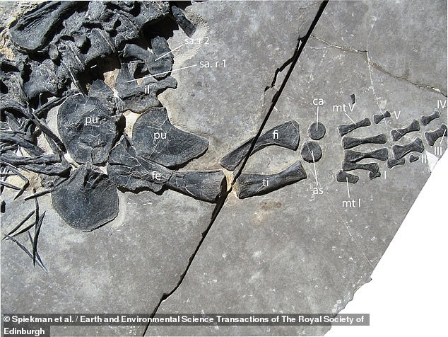 A close-up of the animal's fins shows that the animal felt at home in the water.  Despite being a reptile and breathing air, this species, like sea turtles, lived in the water.