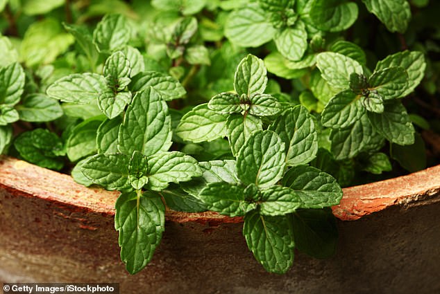 One specific smell that offends rats is the smell of mint, and planting it around the perimeter of the garden can be a good idea to keep them out.