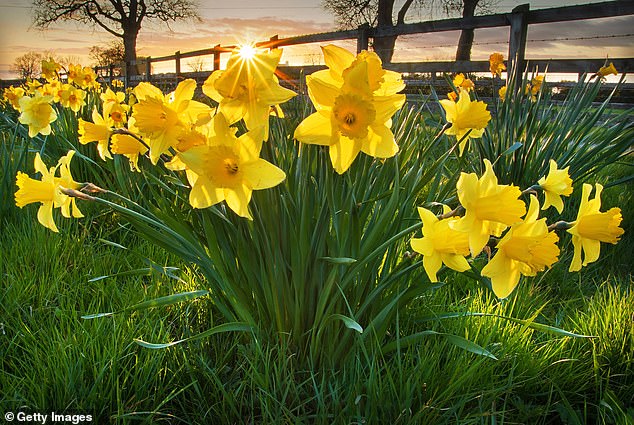 As spring approaches, the season is known to welcome the blooming of certain flower species, including daffodils – which happen to be an excellent rodent deterrent