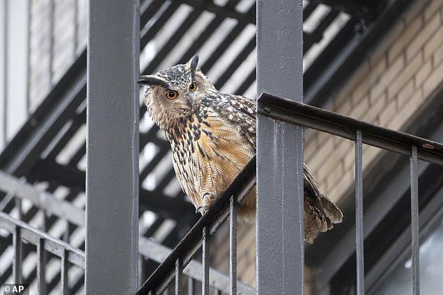 Experts believe he left the park in November to look for a mate after he was spotted five miles away on East 3rd Street