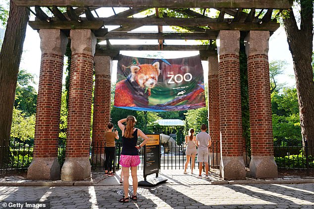 Following Flaco's disappearance from his enclosure at the Central Park Zoo last year, a full-scale bird hunt was launched in an attempt to return the feathered creature safely to his home.