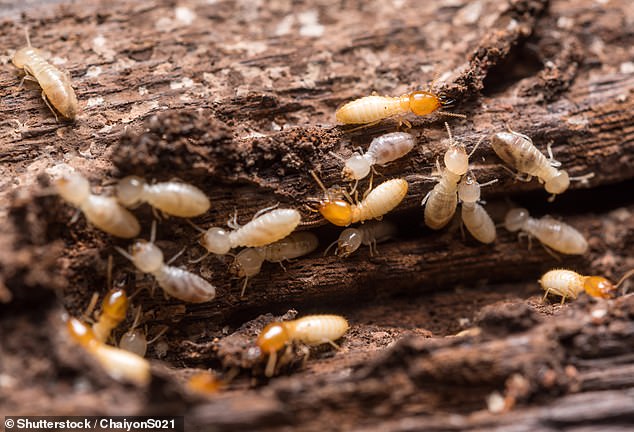 Many were quick to identify the problem as being caused by termites in the forest