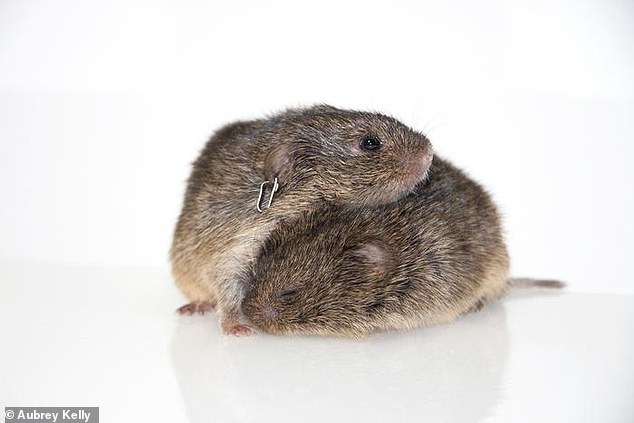 Prairie voles form lifelong bonds.  A bonded pair will comfort each other when stressed, defend their shared territory, and raise young together.