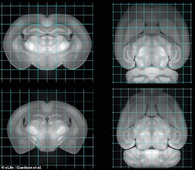 Scientists used light-sheet fluorescence microscopy (LSFM) to examine the brains of voles after forming pair bonds.  They found that many areas were involved, areas not previously known to be related to sex and bonding.