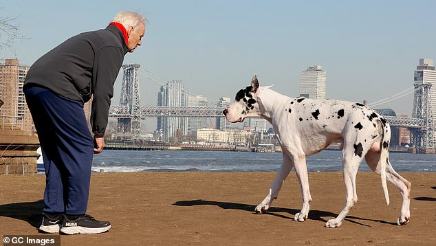 The Ghostbusters star was also seen in a gray sweatshirt and jeans as he worked with a huge Great Dane named Bing