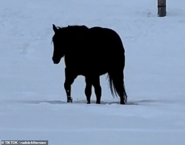 His owner, Alesia Carrie, captured him trotting across a snowy landscape in a 40-second video, with the clip inadvertently becoming a viral optical illusion on TikTok