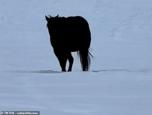 No one could agree on whether Rudnik was walking toward or away from the camera, the silhouette of his head and tail blending seamlessly with that of his body.