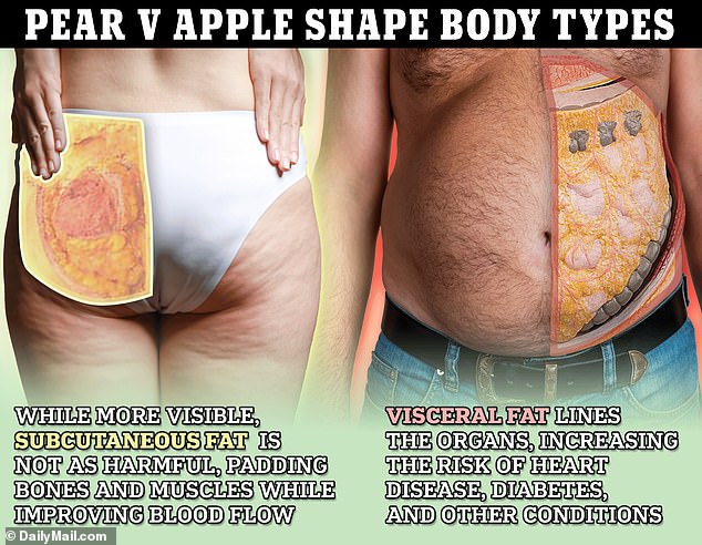 Subcutaneous fat (left) is more visible outside the body and fills the outer muscle layers just below the skin.  People with more of this fat will have a 'pear-shaped' body.  People with more visceral fat (right), which is more dangerous but less noticeable, are at increased risk for many metabolic diseases