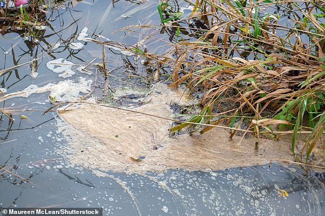 Sewage has been a major contributor to rivers' failure to meet ecological targets.  Here in Old Windsor, Berkshire Thames Water has been dumping sewage into the Thames for more than five hours