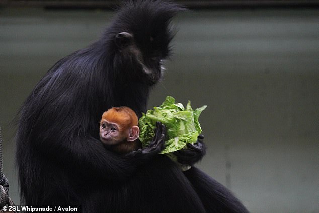 In contrast to the monochromatic coats of adult François' langurs, babies are born with shocking orange hair, with photos showing the flame-colored newborn cuddling in its mother's dark black fur.