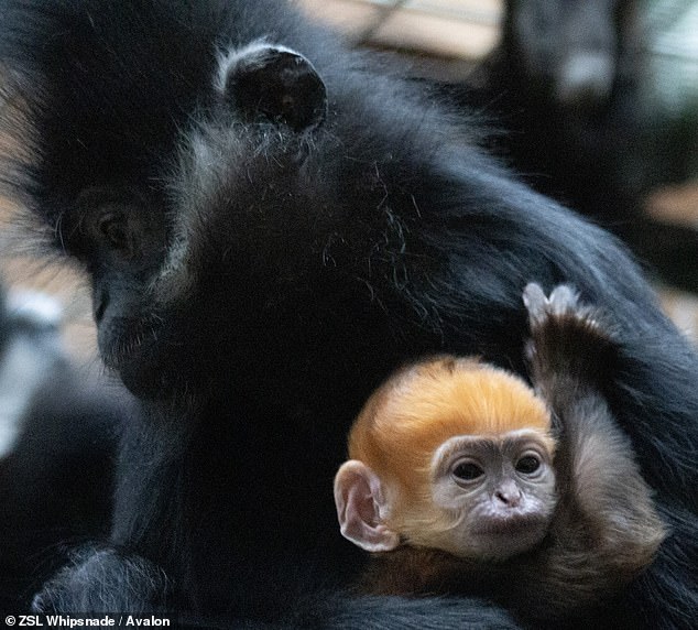 Whipsnade zookeeper Amanda Robinson said the team was ecstatic to see Lulu cradling her bright orange baby