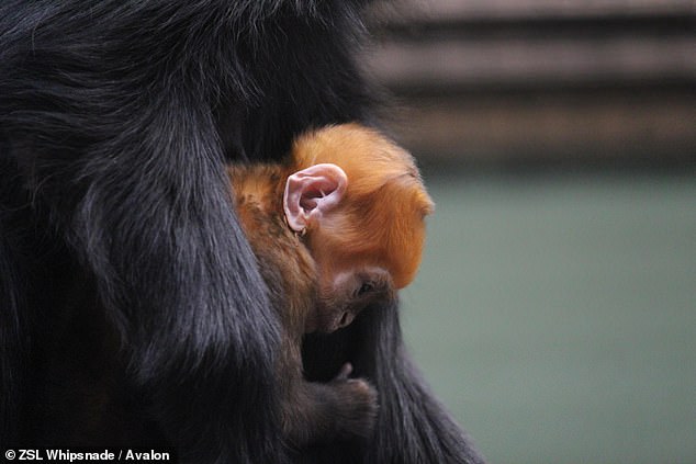 François' langurs are native to China and northern Vietnam and are listed as endangered on the IUCN Red List of Threatened Species.  Their numbers continue to decline in the wild, making the recent birth internationally important.