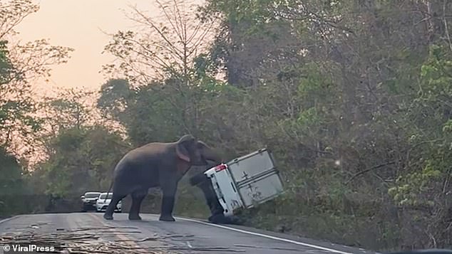 An aggressive wild elephant rammed and overturned a pickup truck in March 2023 about 80 miles east of the capital Bangkok in Thailand's rural Chachoengsao province.