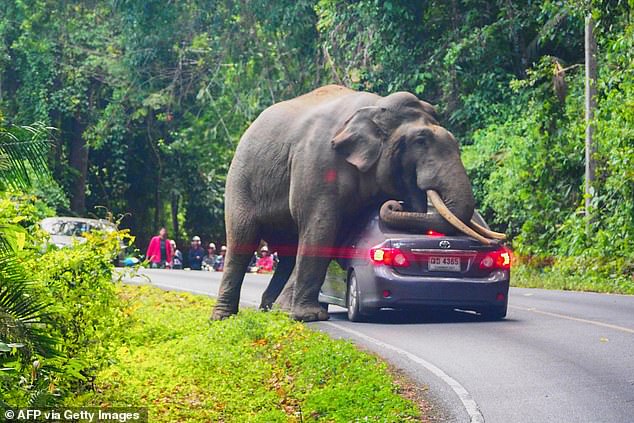 A wild elephant stops a car on a road in Khao Yai National Park in Thailand's Nakhon Ratchasima province on October 29, 2019