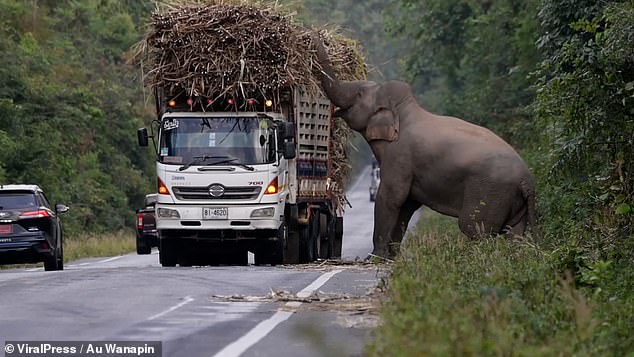 A greedy wild elephant avoided jungle leaves and instead stopped by passing trucks to steal sugar cane.  The 35-year-old jumbo, dubbed 'Fatty' by locals, emerged from the forest on a road in Chachoengsao province, Thailand on December 29, 2022.