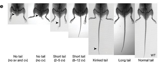 The team also found that the jumping gene changed tail length in one of the mice