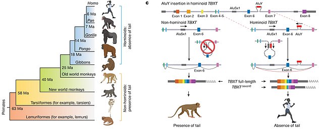 The discovery is in the gene TBXT, which is involved in tail length in certain animals, and when a small part of the DNA called AluY was inserted, the tails were lost.