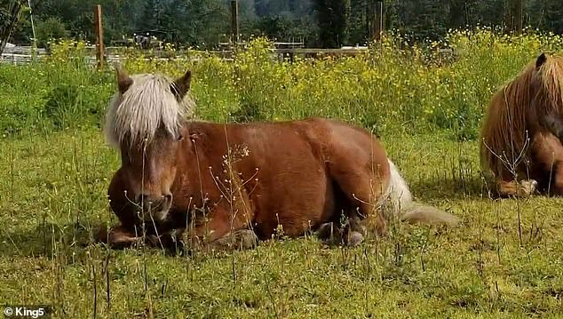 Buttercup, the miniature horse, was found dead with a shotgun wound by her owner Monday morning in Maple Valley, King County