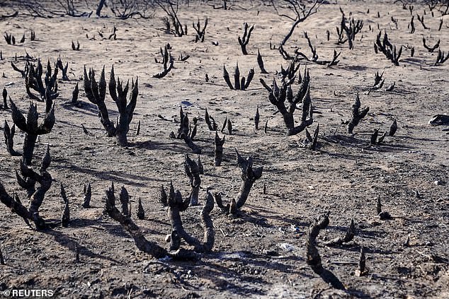 Flames from the Smokehouse Creek Fire have spread at an average rate of 150 football fields per minute.  Remains of plants burned by the Smokehouse Creek Fire are pictured