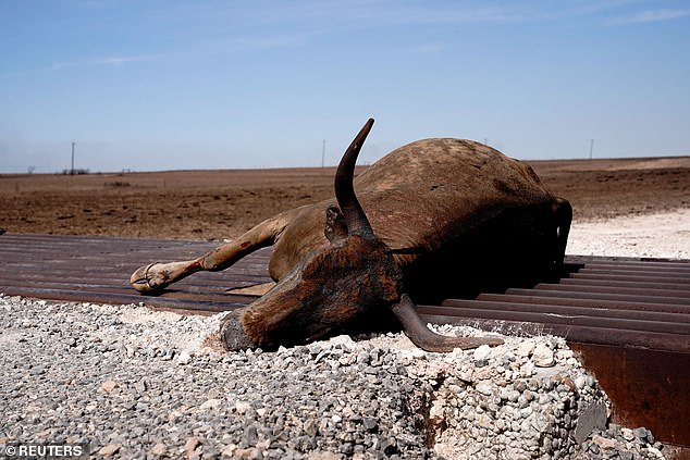 A cow killed by the Smokehouse Creek wildfire lies at a cattle guard outside Canadian, Texas