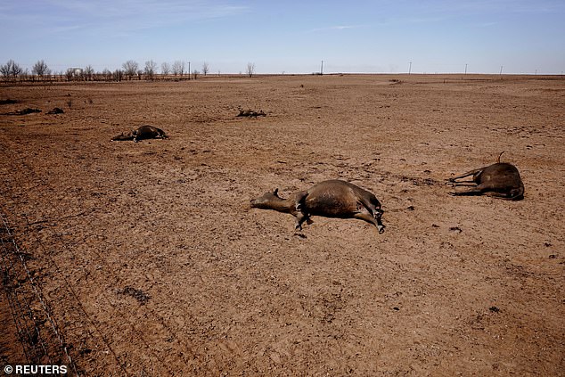 Devastating video shows livestock being burned in the wake of wildfires sweeping across Texas