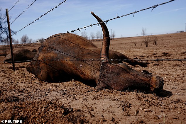 One person has been confirmed dead and dozens of cattle have also been killed, while devastating video shows cattle burned in the aftermath of the wildfires sweeping through Texas.