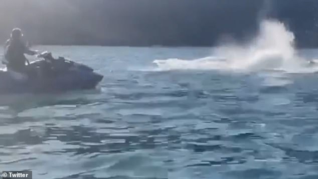 The man on a jet ski chasing the whale.  According to Brazilian law, motorized vessels must maintain a distance of at least 100 meters from whales and other cetaceans