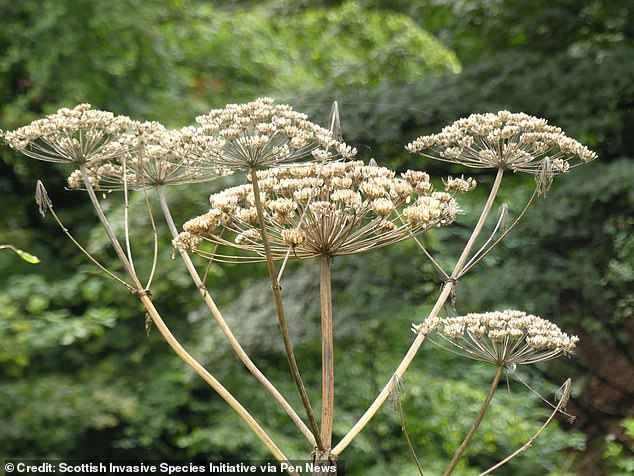 It seems the dreaded giant hogweed was to blame – and the dangerous sap reached her without her even touching it