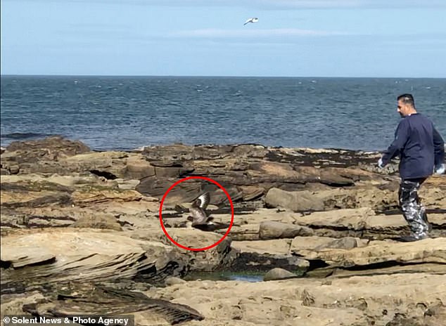 Ibrahim Alfarwi has been criticized after the video clip of him 'torturing' sick Jager on Coquet Island off the coast of Northumberland came to light