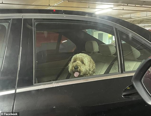 Gracie was also pictured panting as he sat in the backseat of the car on a hot day