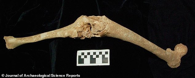 Researchers claim to have finally identified the remains of Alexander the Great's father, Philip II of Macedon.  In the photo the bones of his left leg