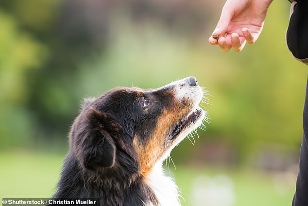 Burns Nutrition Manager Laura Crotch Harvey has warned owners to stay away from junk food, saying even a small amount of toxic human food could be 'fatal' for your four-legged friend (stock image)