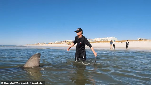 An astonishing moment occurred when two seasoned fishermen reeled in a huge great white shark after an 11-hour wait for a bite on a Florida beach.