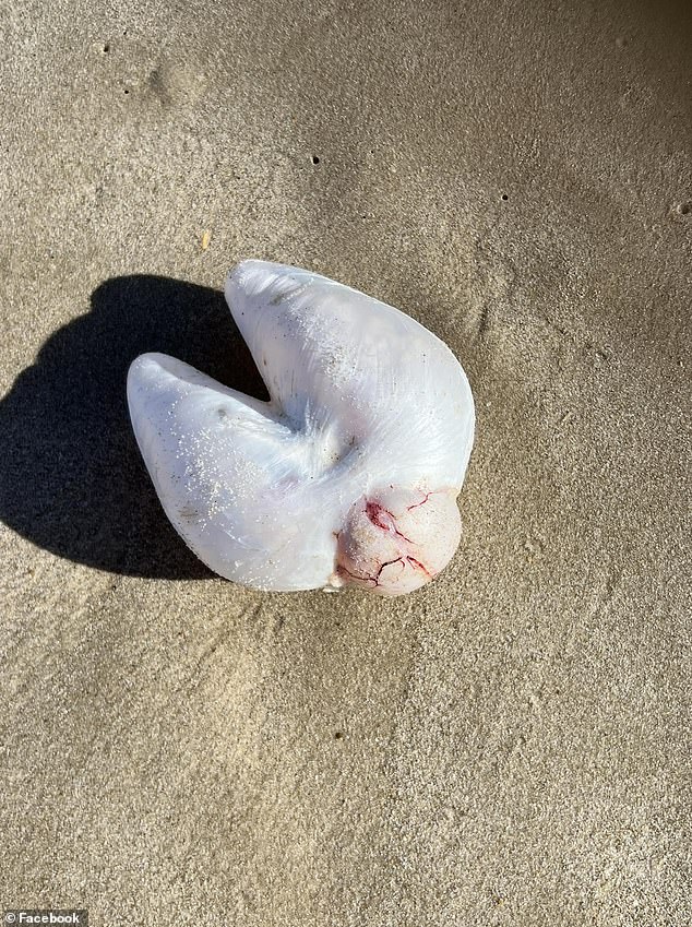 An Australian woman was left stunned after finding a strange object washed up on a beach near Byron Bay.  She said it was 12 inches long and 'soft'