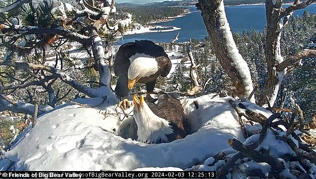 Jackie laid two eggs about two weeks ago, followed by a third just before the storm hit