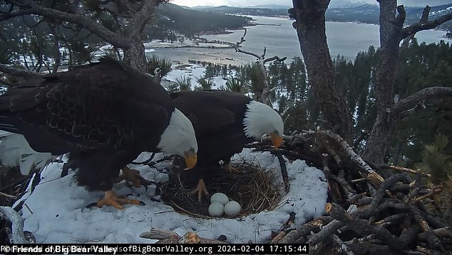 Jackie, a 12-year-old bald eagle, was closely monitoring her nest with her buddy Shadow when a powerful atmospheric storm devastated California last week.