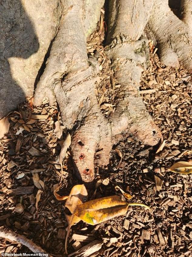 Some holes have been drilled into the roots to poison nine historic Port Jackson fig trees, which overlook Sydney's Balmoral Beach