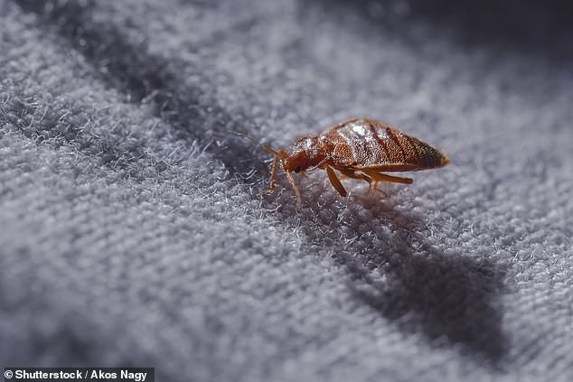 Archaeologists have discovered the oldest bedbug remains ever found in Britain at a Roman garrison called Vindolanda in Northumberland.