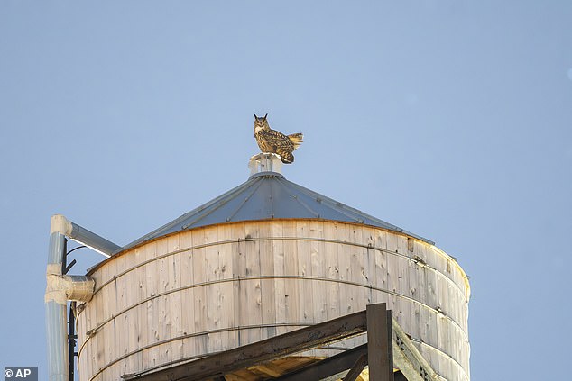 The owl is said to have sadly died after flying into a water tower on West 86th Street east of Columbus Avenue on the Upper West Side.