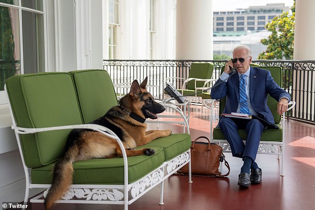 President Biden's beloved German Shepherd commander (pictured) bit Secret Service agents in at least 24 incidents, new documents show