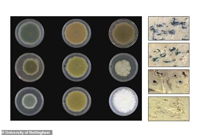 Scientists from the University of Nottingham have devised a way to make different colors of blue cheese