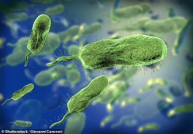 Fatal infections caused by the vibrio vulnificus bacteria are becoming increasingly common in the US