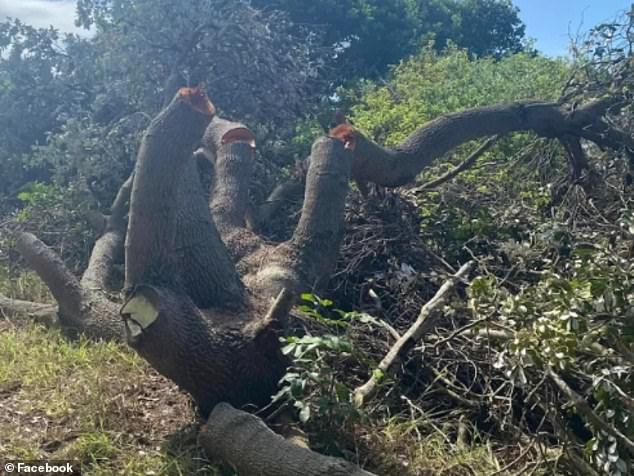 A resident found four native banksia trees along a popular walking trail in Swansea Heads, 21km north of Newcastle in NSW, on Tuesday morning.