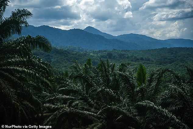 A palm oil plantation in North Sumatra, Indonesia.  Parts of tropical forest and other ecosystems with high conservation values ​​have been cleared to make way for monoculture oil palm plantations.  This has destroyed crucial habitats for many endangered species, including the Sumatran tigers