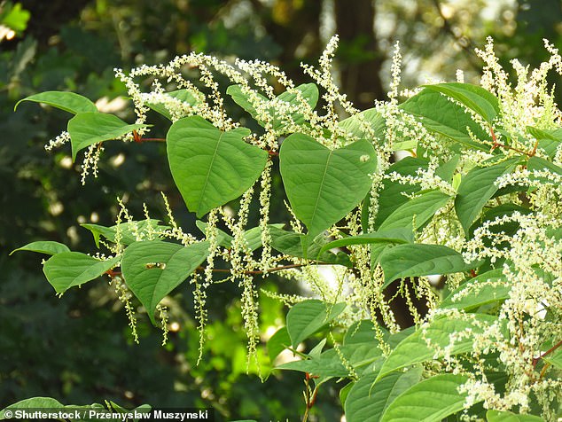 Knotted leaves (photo) are scoop-shaped and arranged in an alternating zigzag pattern on the stem