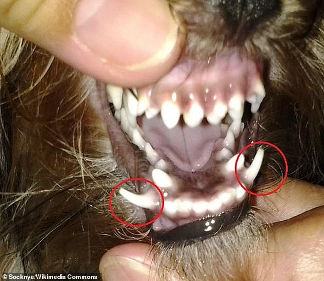 'Shark teeth', officially known as persistent deciduous teeth (PDT), is a condition in which two sets of teeth emerge from a row of gums.  This dog's retained baby canines are circled in red.  The two lower permanent canines did not grow exactly below the baby canines