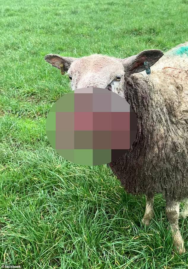 Farmer Ali Dawe said the dog attacked across three fields and the woolly mammals' faces were destroyed when he found them